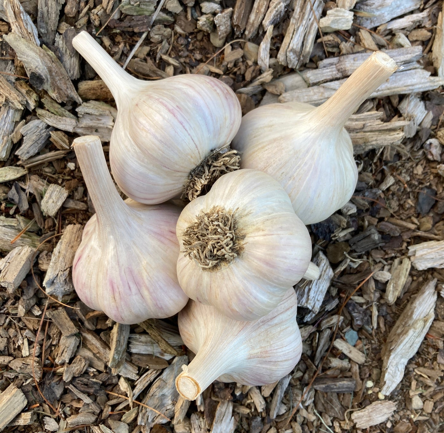 German Extra Hardy - Organic Seed Garlic