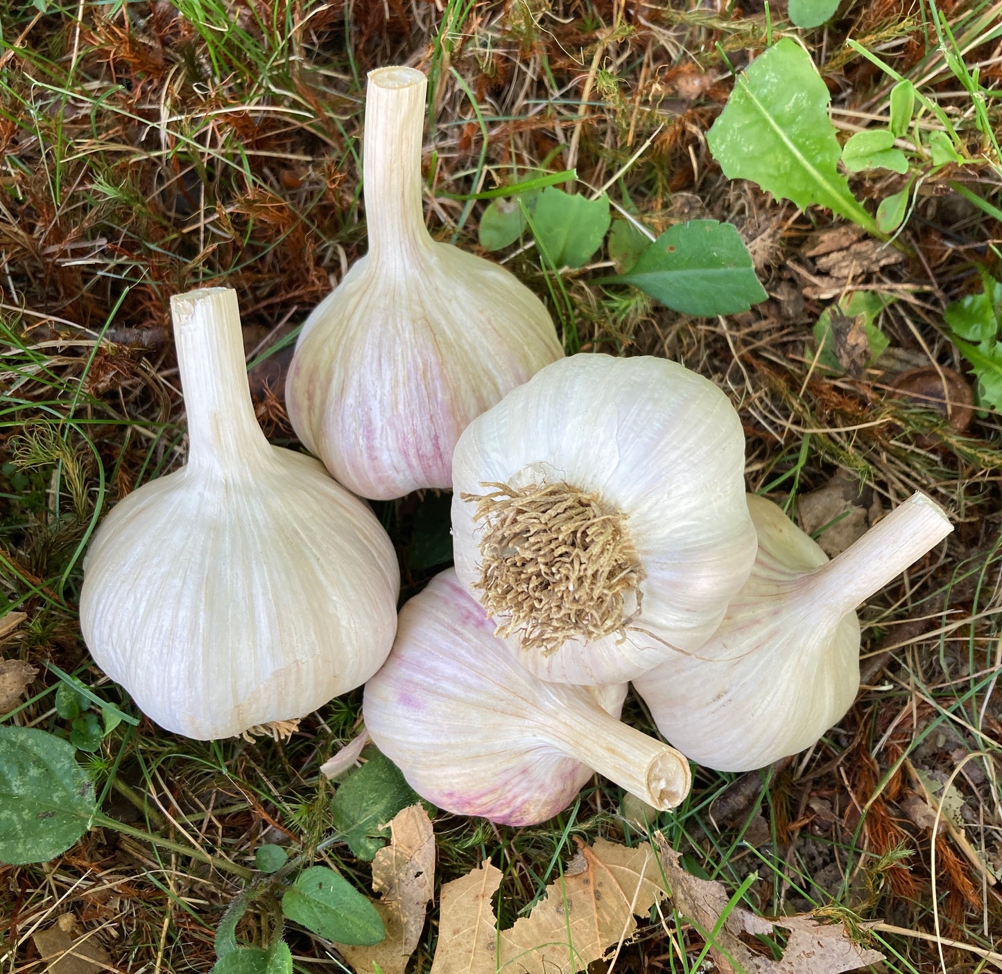 Russian Red - Organic Seed Garlic