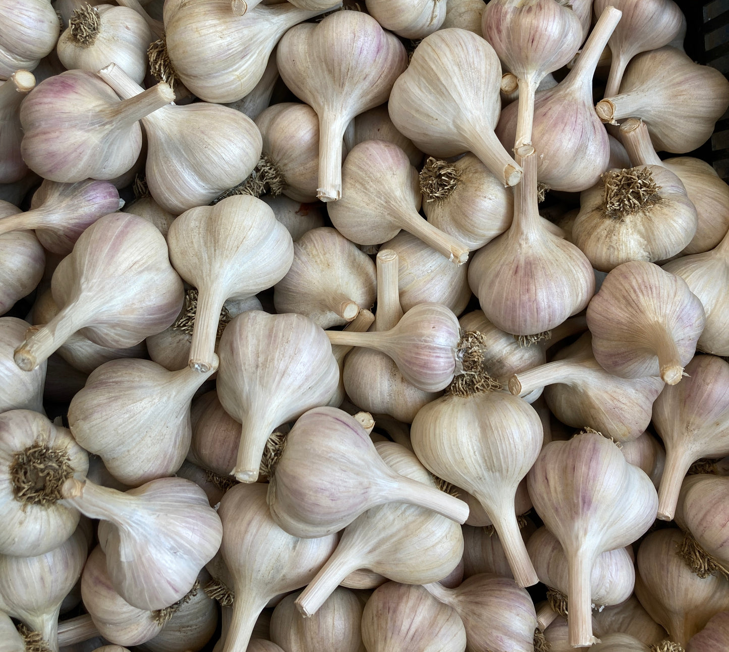 German Extra Hardy - Organic Table Garlic